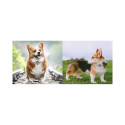 GPS Pet Tracker