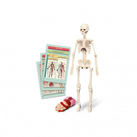 TOY EDUCATIONAL THE HUMAN BODY 50824