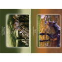 Oracle Deck - Bear and Company The Council of Horses 40 Cards Guidebook