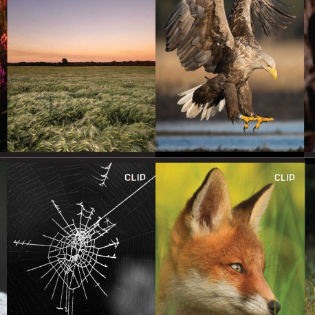 Koolivihik A5+(170x230) 5x5ruut, 12 lehte, Olge head ja minge metsa!, 8 motiivi