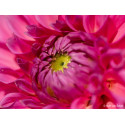 Sony FE 100mm f/2.8 Macro GM OSS objektiiv