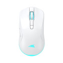 Baracuda BGM-122 Turtle White