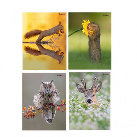 Bradley kummiga kaaned, B4, Hans van Duijn