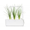 Click & Grow Smart Refill Green onion 3pcs