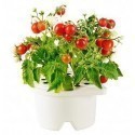 Click & Grow Refill, Mini-tomato