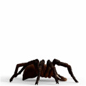 Schleich Wizarding World Aragog, toy figure