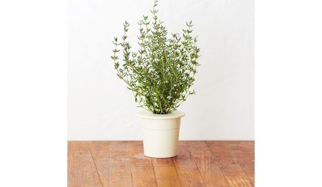 Click & Grow Smart Herb Garden refill Tüümian