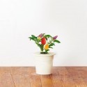 Click & Grow Smart Herb Garden Refill, Chilli Pepper