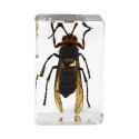 Celestron Microscope sample 3D bug Kit #5