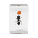 Celestron Microscope sample 3D bug Kit #5