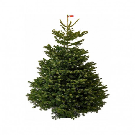 X-MAS TREE ABIES NORDMANIANA CUT 200-225