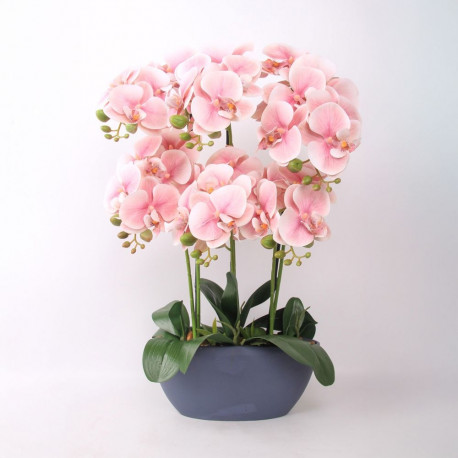 Orhidee GARDEN QUEEN H64cm, heleroosa