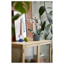 "LEGO Creator Botanicals Collection Orchidee 10311"