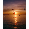 Candido film Colour 800/36