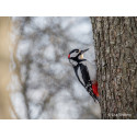 Sony FE 100-400mm f/F4.5 GM OSS objektiiv
