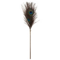 Peacock kõditaja