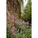 Candido film Colour 50/36