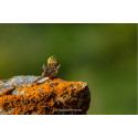 Fujifilm Fujinon XF 400mm f/4.5 R LM OIS WR objektiiv
