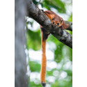 Fujifilm Fujinon XF 400mm f/4.5 R LM OIS WR objektiiv