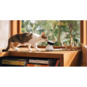 Petlibro Scout Smart Camera Dome IP security camera Indoor 1920 x 1080 pixels Ceiling/Wall/Desk