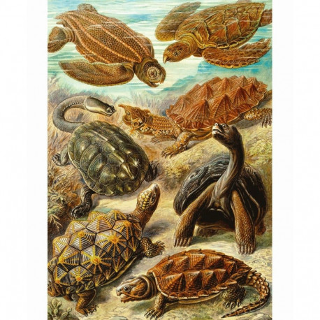 Puzzle - Cenega Publishing Good Loot Imagination Ernst Haeckel Sea Turtles 1000 Pieces