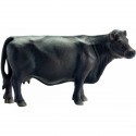 Angus czarna krowa