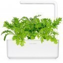 Click & Grow Smart Garden refill Leaf Mustard 3pcs
