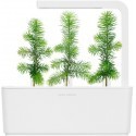 Click & Grow Smart Garden refill Kuusk 3tk
