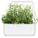 Click & Grow Smart Garden refill Rosemary 3pcs