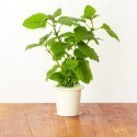 Click & Grow Smart Herb Garden refill Sidrunmeliss 3tk