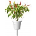 Click & Grow Smart Garden refill Red Hot Chili Pepper 3pcs