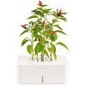 Click & Grow Starter Kit Chilli Pepper