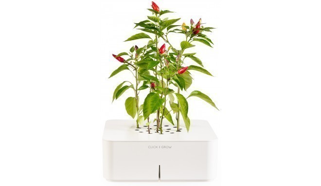 Click & Grow Smartpot Chilli Pepper