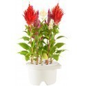 Click & Grow Smartpot refill Cockscomb