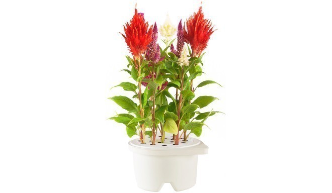 Click & Grow Smartpot refill Cockscomb