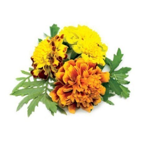 Click & Grow Smart Garden refill French Marigold 3pcs