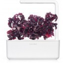 Click & Grow Smart Garden refill Punane shiso 3tk