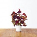 Click & Grow Smart Garden refill Red Shiso 3pcs