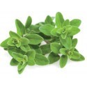 Click & Grow Smart Garden refill Marjoram 3pcs