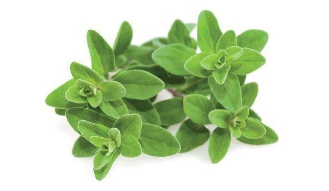 Click & Grow Smart Garden refill Marjoram 3pcs