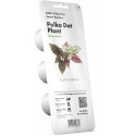 Click & Grow Smart Garden refill Polka Dot Flower 3pcs