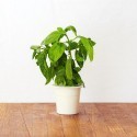 Click & Grow Smart Herb Garden refill Basiilik 3 tk