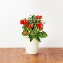  Click & Grow Smart Herb Garden refill Mini-tomato (3-pack)